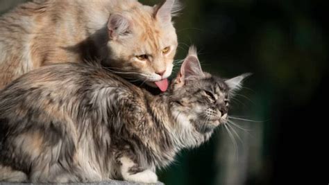 Why Do Cats Groom Each Other What It Means Cats For Keep