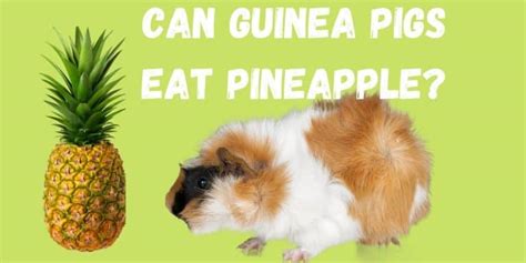 Zucchini is packed with plenty of nutrients and some of them like vitamin c are ideal for the health of your little guinea pig pet. Can Guinea Pigs Eat Pineapple? (Good or Bad) | Hutch and Cage
