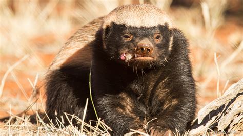 Our Honey Badger Film Is Breaking Nat Geo Wild S Ratings Records Behind The Scenes Earth