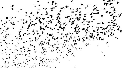 Flock Of Birds Png Images Transparent Free Download Pngmart Part 2