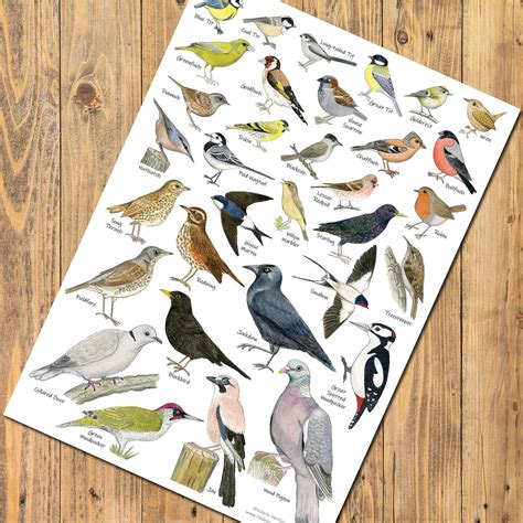 British Garden Birds Identification A3 Card Poster Art Print Bird