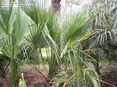 Plantfiles Pictures Sabal Species Round Palm Royal Palmetto Sabal