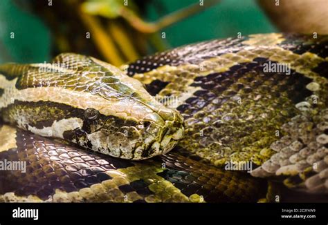 Big Snake Anaconda Close Up Stock Photo Alamy