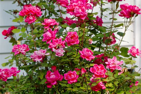 Создайте свой розовый сад