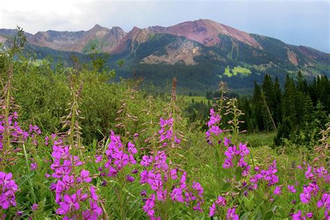 Mountain Meadow Near Crested Butte And Gothic Colorado Photograph By
