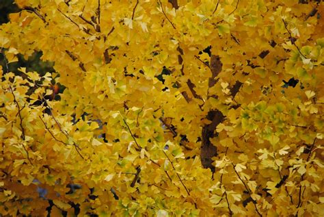 Free Images Branch Sunlight Flower Soil Yellow Season Maple
