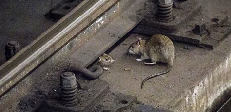 Two Gigantic Subway Rats Fight Over A Churro In Dramatic Nyc Video