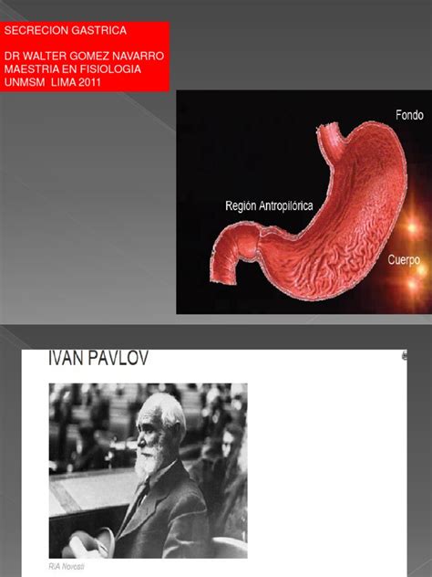 Fisiologia Jugo Gastrico Biología Celular Bioquímica