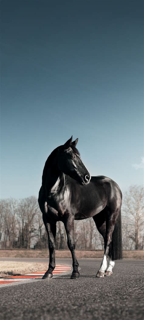 black horse wallpaper  race track clear sky animals
