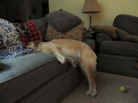 23 Dogs Sleeping In Ridiculously Hilarious Positions Dog Dispatch
