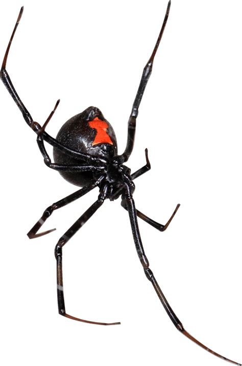 Best Black Widows Spider Exterminator Phoenix Az