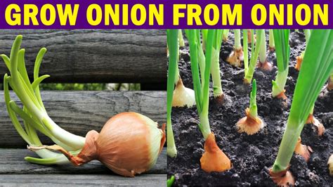 How To Grow Onion From Onion How To Grow Onions At Home Youtube
