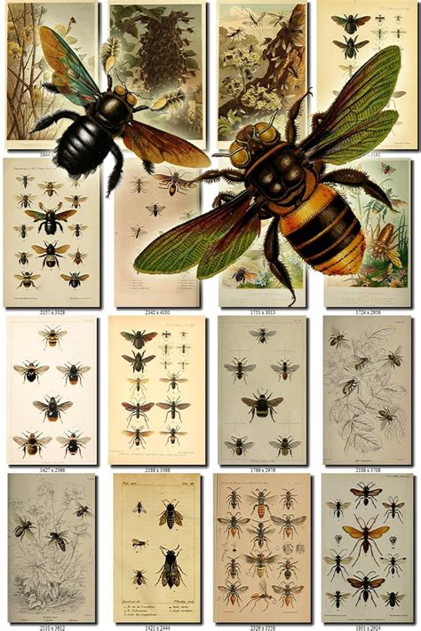 Bees Collection Of Vintage Illustrations Honey Bees Etsy