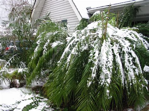 Snowy Palms Discussing Palm Trees Worldwide Palmtalk