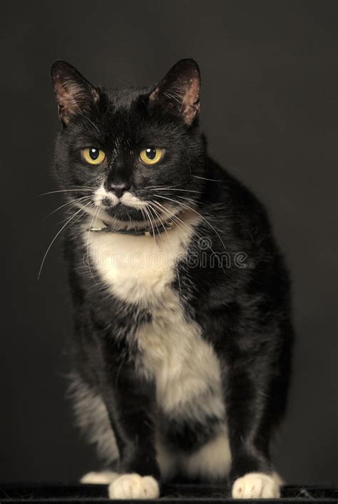 Black Cat With White Whiskers Stock Image Image Of Glow Calm 38447105