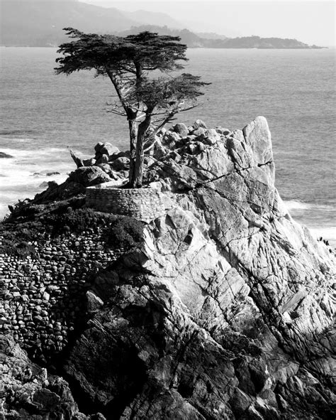 A Pacific View The Lone Cypress Tree