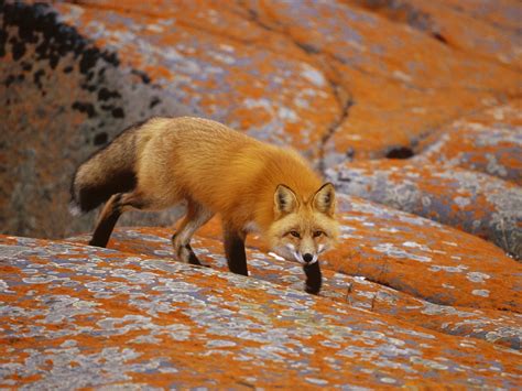 Red Fox Vulpes Vulpes Part Ii Parents Alliance Of