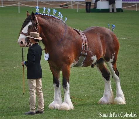 Pin On Samarah Park Clydesdales And Clyde Xs