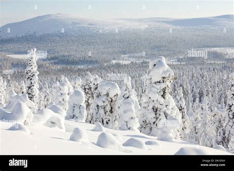 Winter Landscape In Pallas Yllastunturi National Park Hi Res Stock