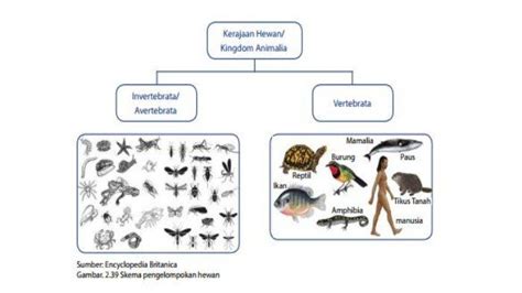 Vertebrata Dan Invertebrata Pengertian Perbedaan Klasifikasi