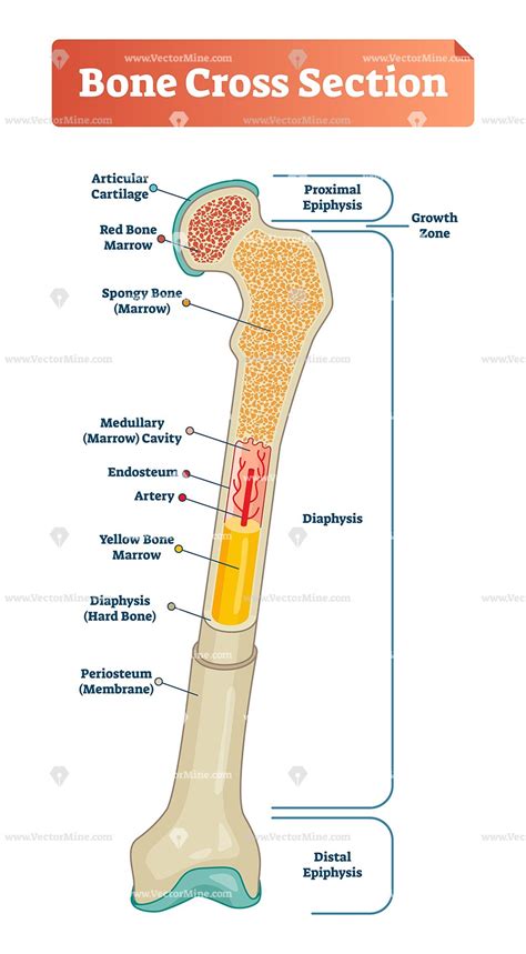 Cross section of a human bone showing bone marrow, spongy bone and blood vessels. Bone cross section vector illustration diagram | Human ...