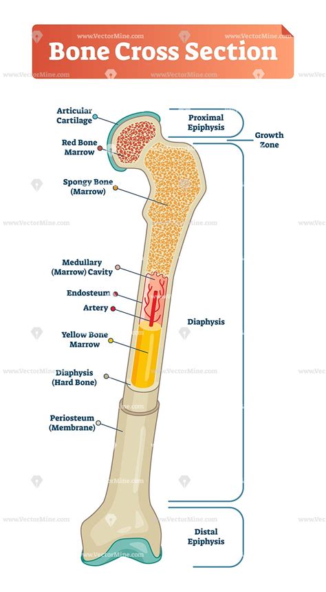 Compact bone cross section courtesy: Bone cross section vector illustration diagram | Human ...