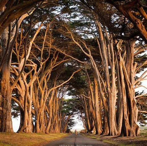 Cypress Tree Tunnel In Point Reyes National Seashore California