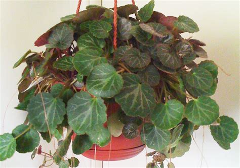 Check spelling or type a new query. How to Grow Strawberry Begonias - Care | Houseplant 411 ...