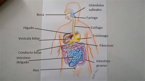 Cómo dibujar el sistema digestivo y sus partes YouTube