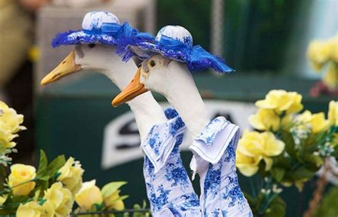 Ducks On A Fashion Show In Sydney Australia 10 Photos