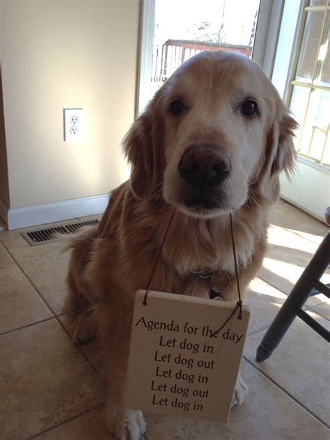 Perfect Pup Agenda! | Pup, Golden retriever, Fun