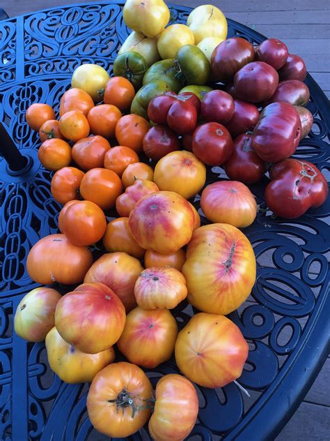 Heirlooms My Ohio Tomato Garden End Of Season 2019still Growing