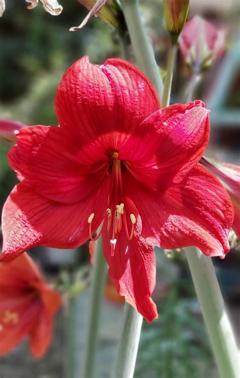 Jaipur Garden Amaryllis Lily Season
