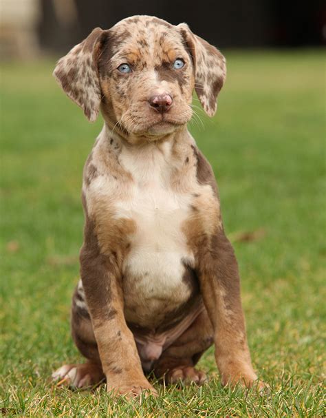 At What Age Is A Catahoula Leopard Dog Full Grown