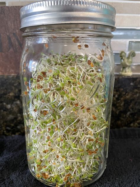 Growing Sprouts In A Jar Halfway To Homesteading