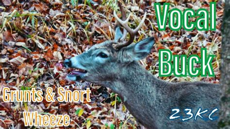 Real Buck Grunts And Snort Wheeze Vocal Buck 4k Youtube
