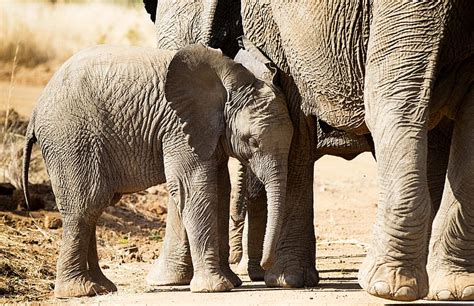 Hd Wallpaper Elephant Cab Africa Large Wildlife Safari Trunk