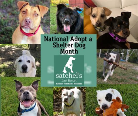 October Is National Adopt A Shelter Dog Month — Satchels Last Resort
