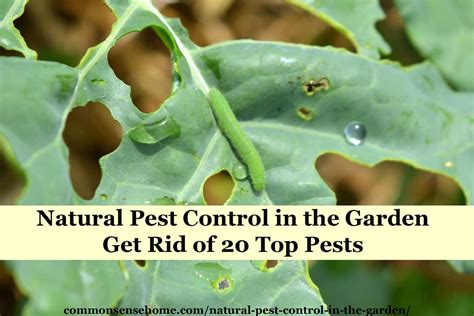 How to make a natural bug spray for the garden. Natural Pest Control in the Garden - Get Rid of 20 Top Pests