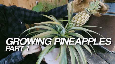 How To Grow Pineapple Part 1 Care And Propagation