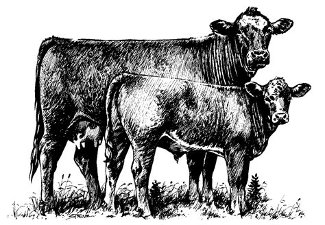 7 Show Steer Clip Art Preview Livestock Show Cl Hdclipartall