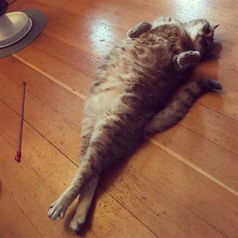18 Hilarious Pictures Of Cats Stretching Top13