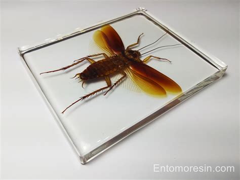 Periplaneta Australasiae Australian Cockroach