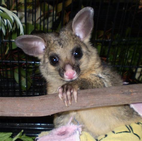 While the opossum is not generally an. Possums & Gliders - Hunter Wildlife Rescue