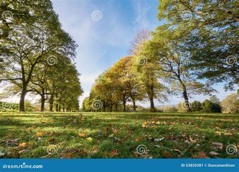 Lines Of Trees In The English Countryside Stock Image Image Of
