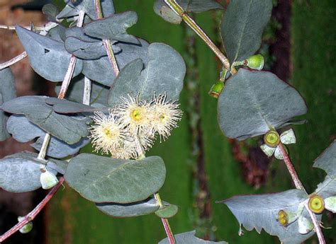 Pots can be stood outdoors in summer. How to Grow Eucalyptus Indoors | Garden Guides
