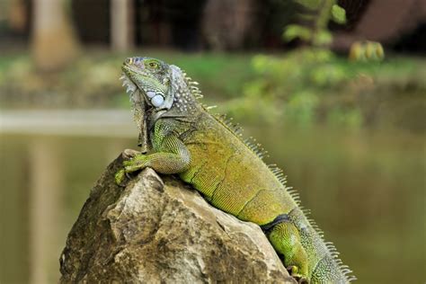 Green Iguana Facts And Pictures Reptile Fact