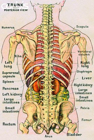 A large organ in the body which cleans the blood and produces bile (a bitter yellow liquid which helps to digest fat). posterior view torso organs | Diy health, Kinesiology ...