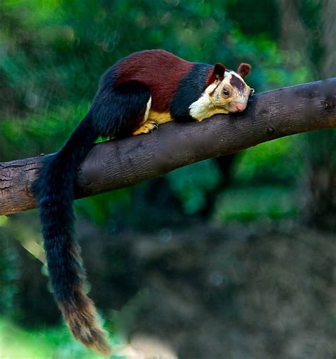Most squirrels are very nice. Maynard Life Outdoors and Hidden History of Maynard: Black ...