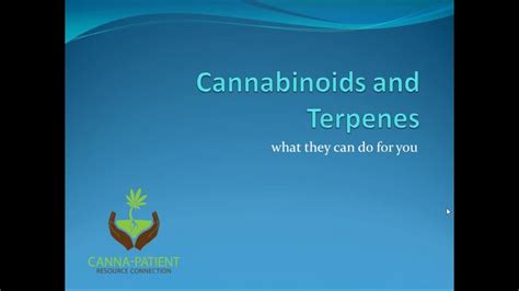 Cannabinoids And Terpenes Youtube
